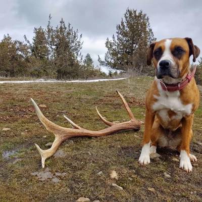 Hunting accommodation