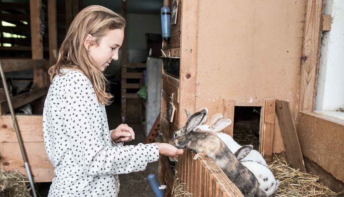 Hunting accommodation