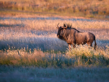 Blue wildebeest