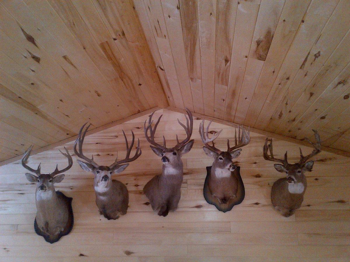 Hunting accommodation