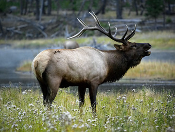 Elk