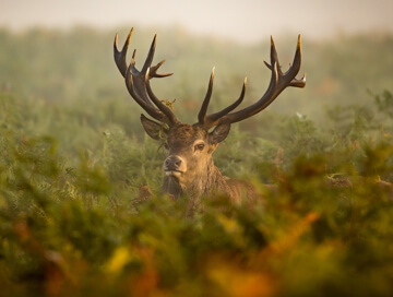 Red deer