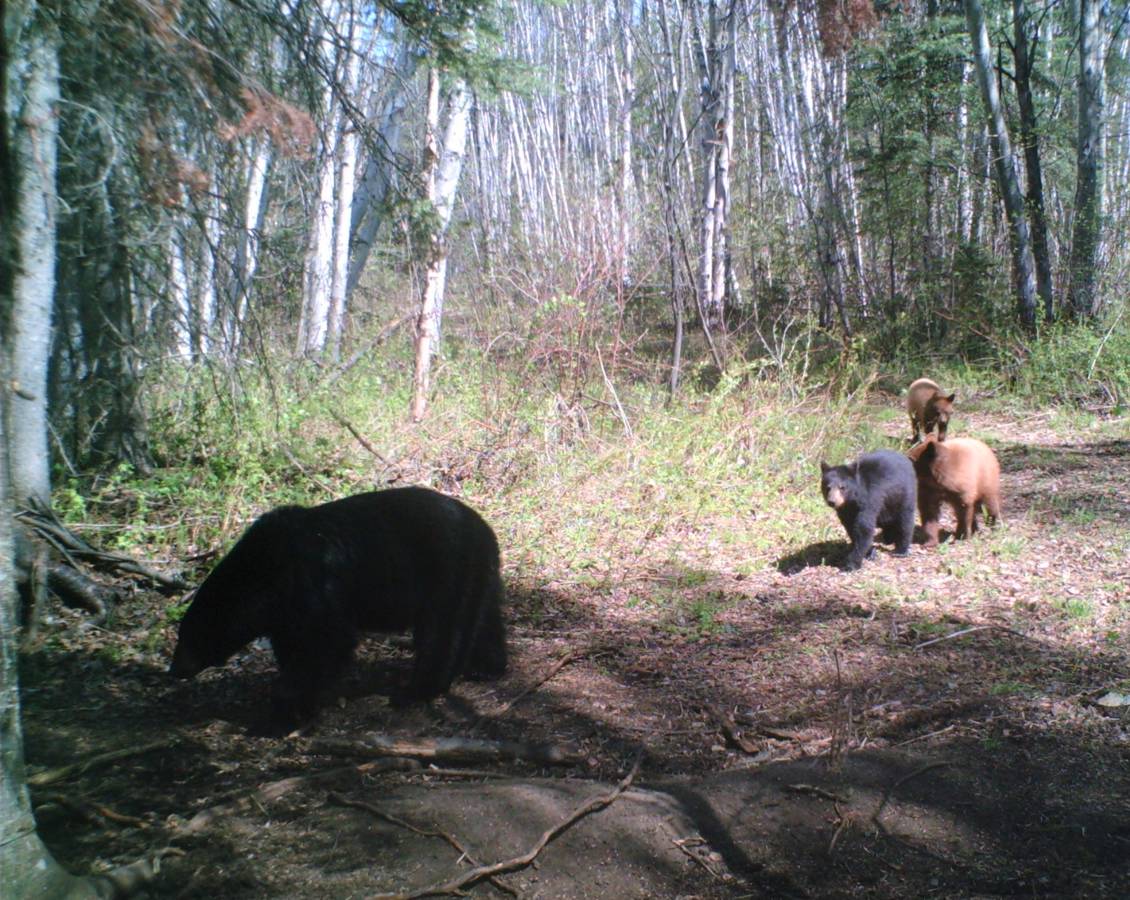 Hunting accommodation