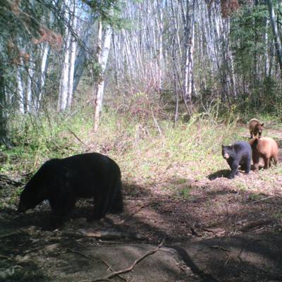 Hunting accommodation