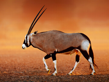 Oryx