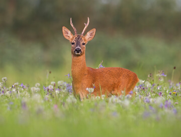 Roe deer
