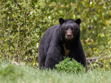 Black bear
