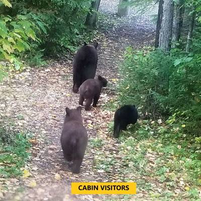 Hunting accommodation