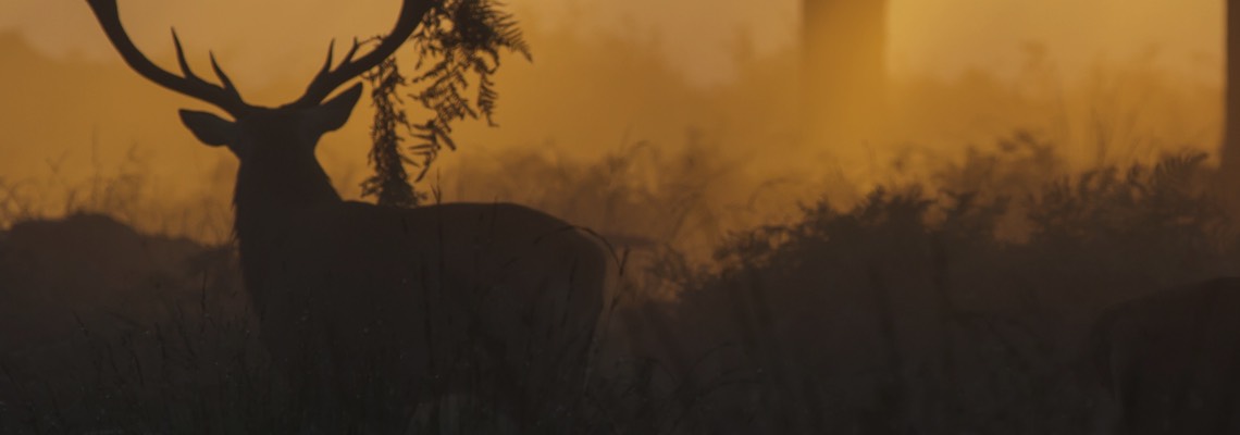 Mission of BookYourHunt