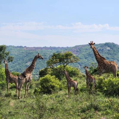 Hunting accommodation