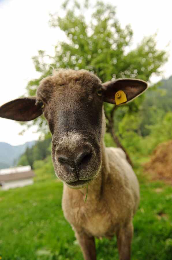 Hunting accommodation