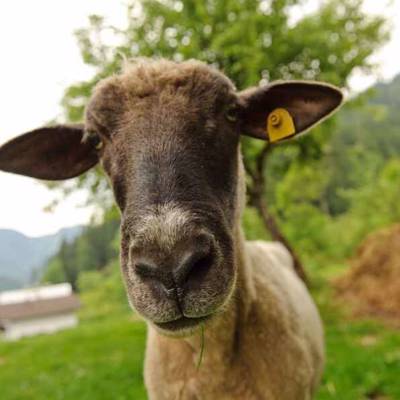 Hunting accommodation