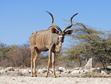 Kudu